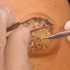 Cravos Suculentos