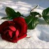 samia.tn.alg.palestine