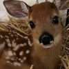 lil_deer27