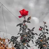 mus_456.t
