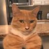 miau_3_