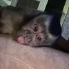 mkzzn7_