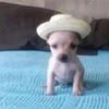 taqavious.figglebottom