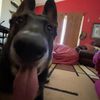 charliehorsegsd