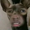 ajm