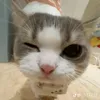 adcute06