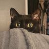 scary_waffles