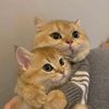 rupi11111