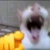vcltbkhop