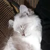 azkotchannel