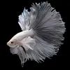 bettafancy09