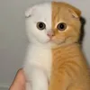 quynhanhvettt