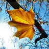 falling_yellow_leaves