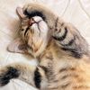 applepie_202