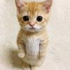 don_gato014