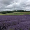 lia_bgm1