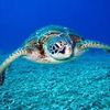 iliketurtles.14