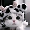 mario_neko_lopez