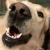 dogelover1703