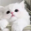 kkyokaaaaaka
