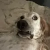 louis_the_setter