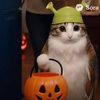 .ch4eng_