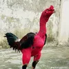 yiweyonad