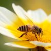 beeslover4