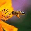 lovebees111