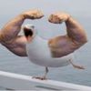 buff_seagull123