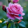 userp93plld02o