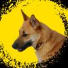 most.wolf.05