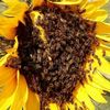 beekeeper157