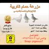 pigeoun7