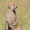 preciousphotography34