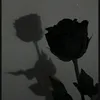 sara464576