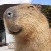 capybara.slays_allday