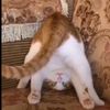 lechatpote42