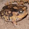 fatlittlefrogs