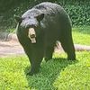 pantherclaw761