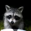 therascallyraccoons