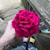 brylee.rosebud