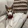 maplethehusky3
