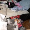 tinylokiadventures