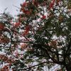 anisha_haque0