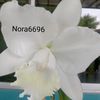 norw6679
