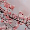 tiktok.comlal4