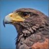 nzhawk