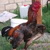 zulfiqar_isayev