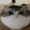miyarmeo